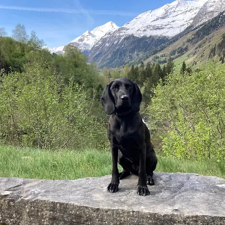 Apart Otel Haus Standlgut -- Incl Sommercard